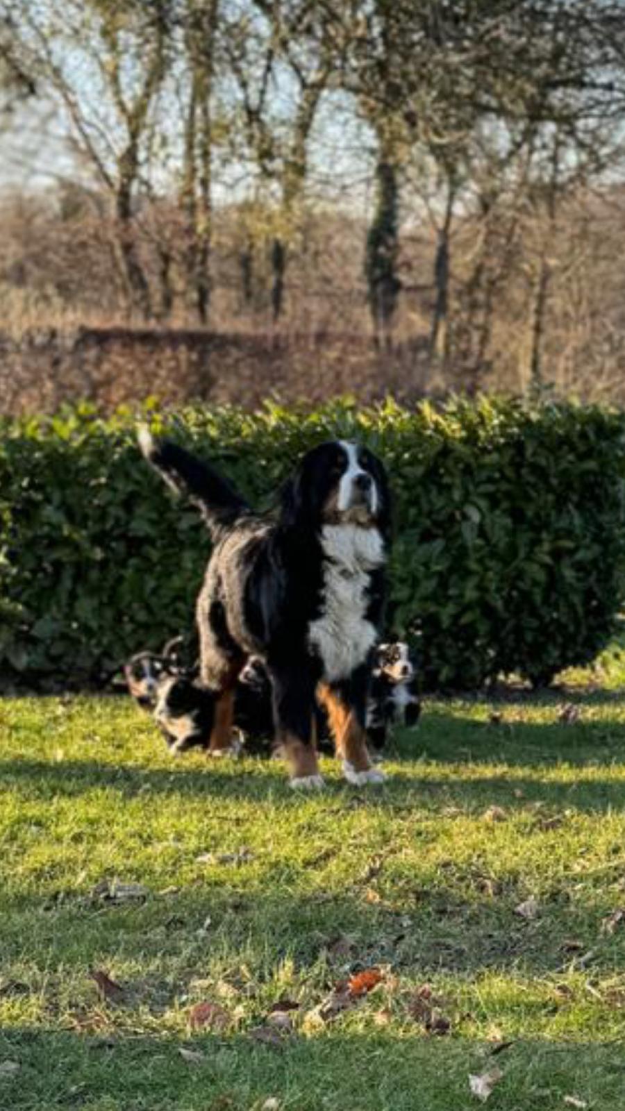 Chiots Bouvier Bernois de Snow et Maikoh, photo 2 sur 16