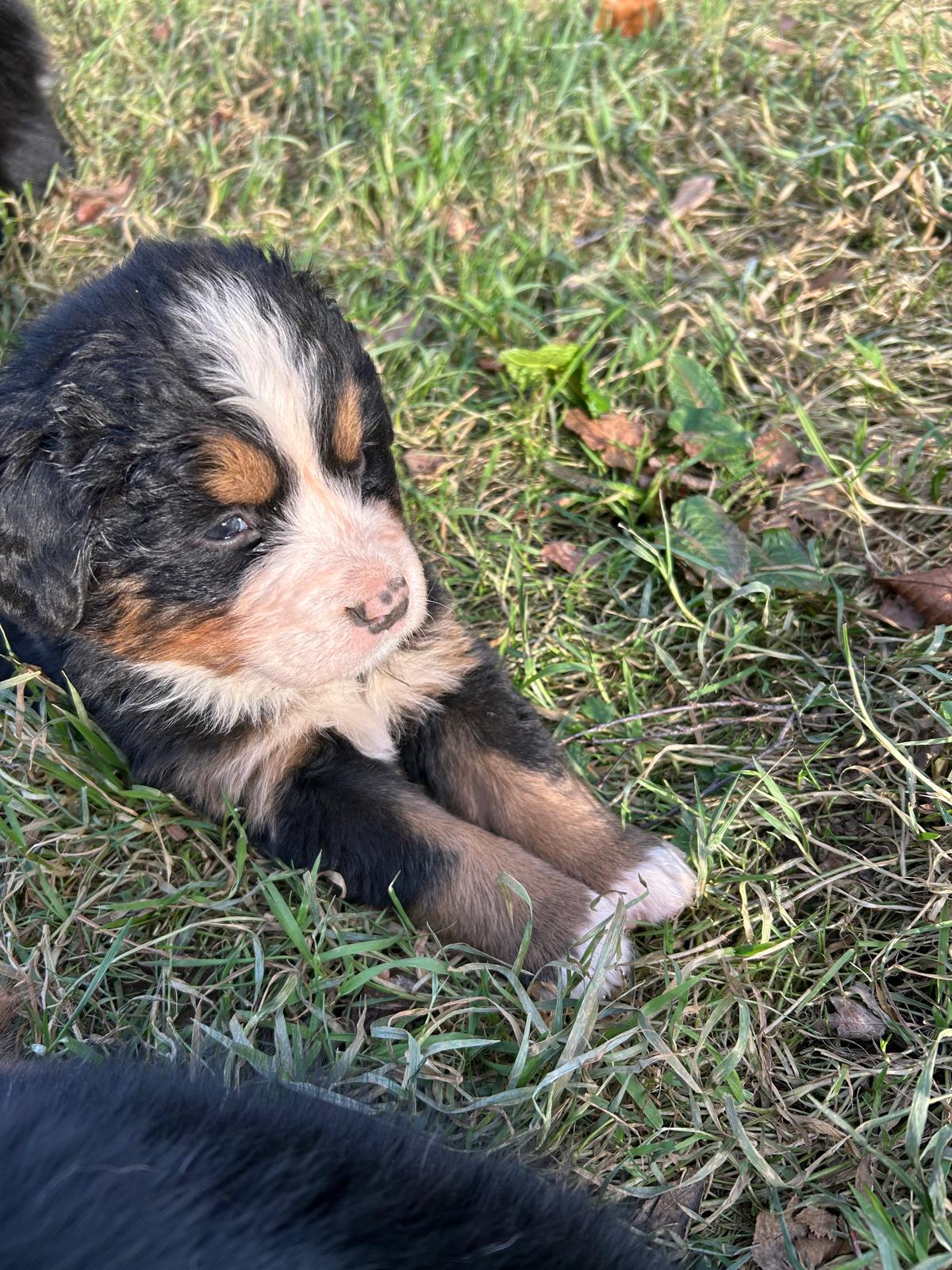Chiots Bouvier Bernois de Snow et Maikoh, photo 7 sur 16