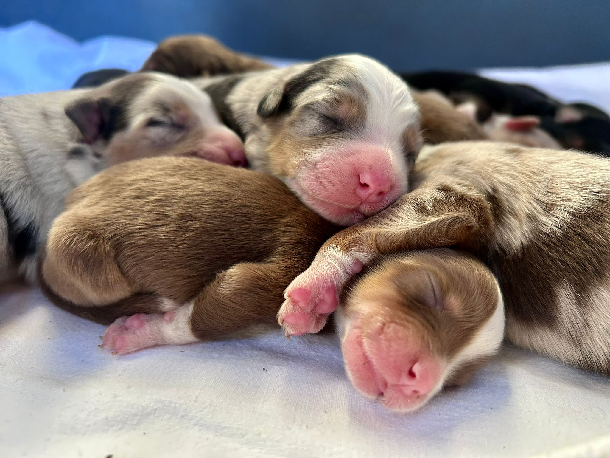 Chiots Berger Australien de Suzy et Shiro, photo 2 sur 5