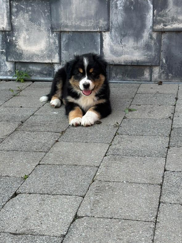 Chiots Berger Australien de Suzy et Shiro, photo 17 sur 22