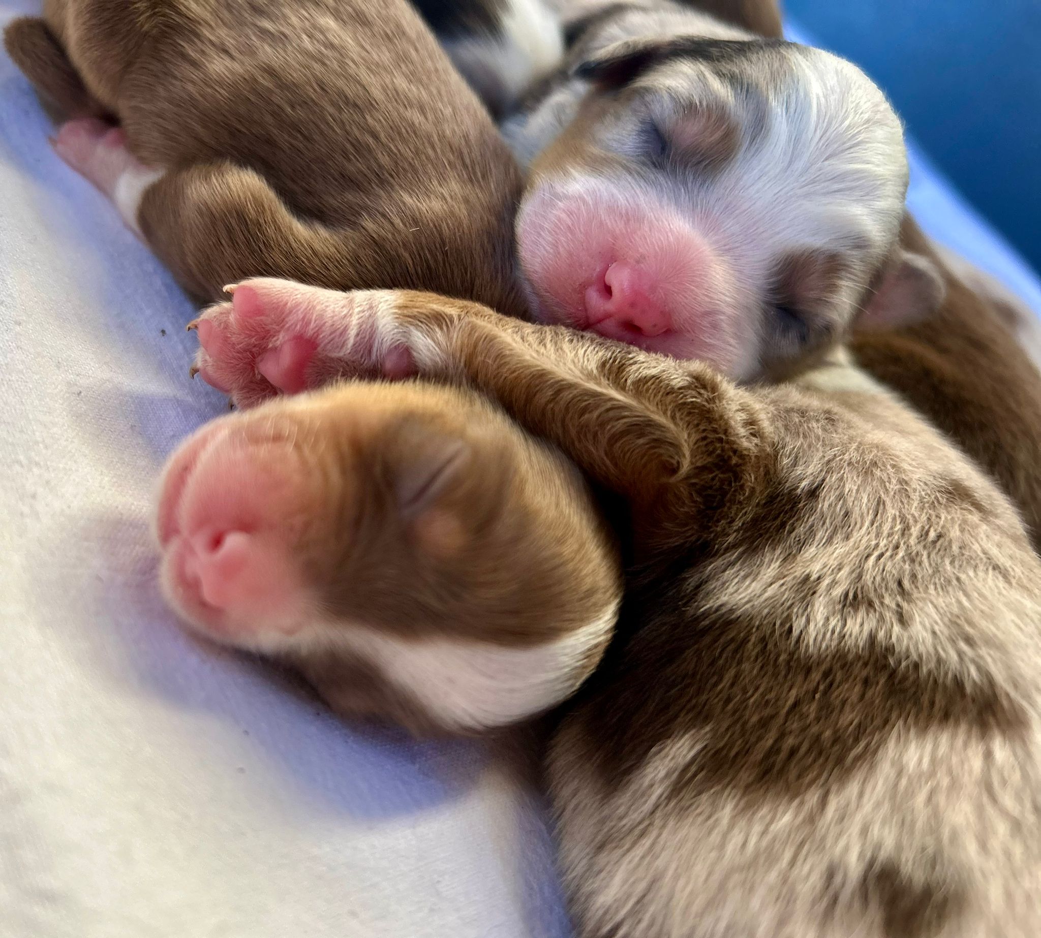 Chiots Berger Australien de Suzy et Shiro, photo 1 sur 5