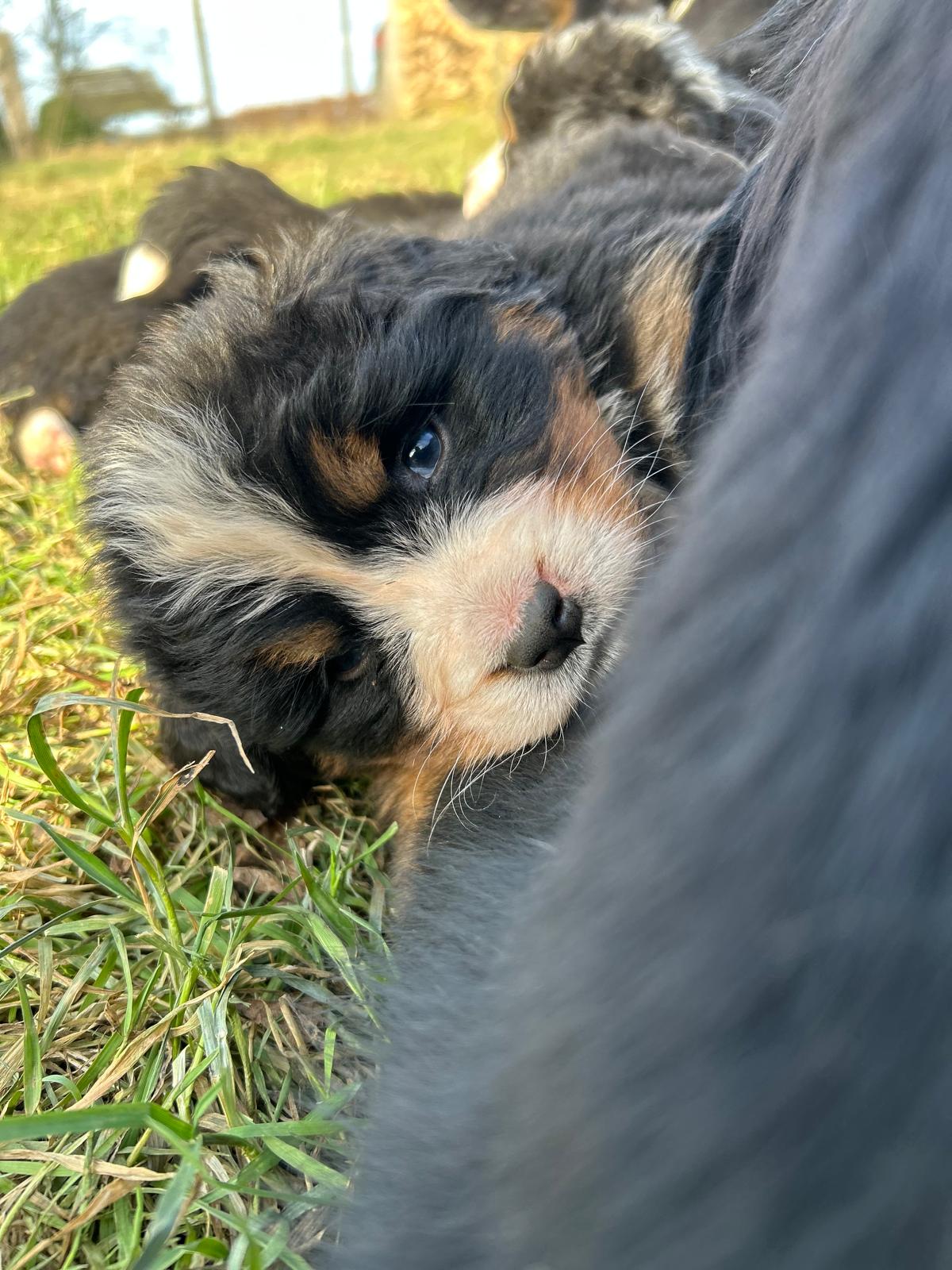 Chiots Bouvier Bernois de Snow et Maikoh, photo 3 sur 16