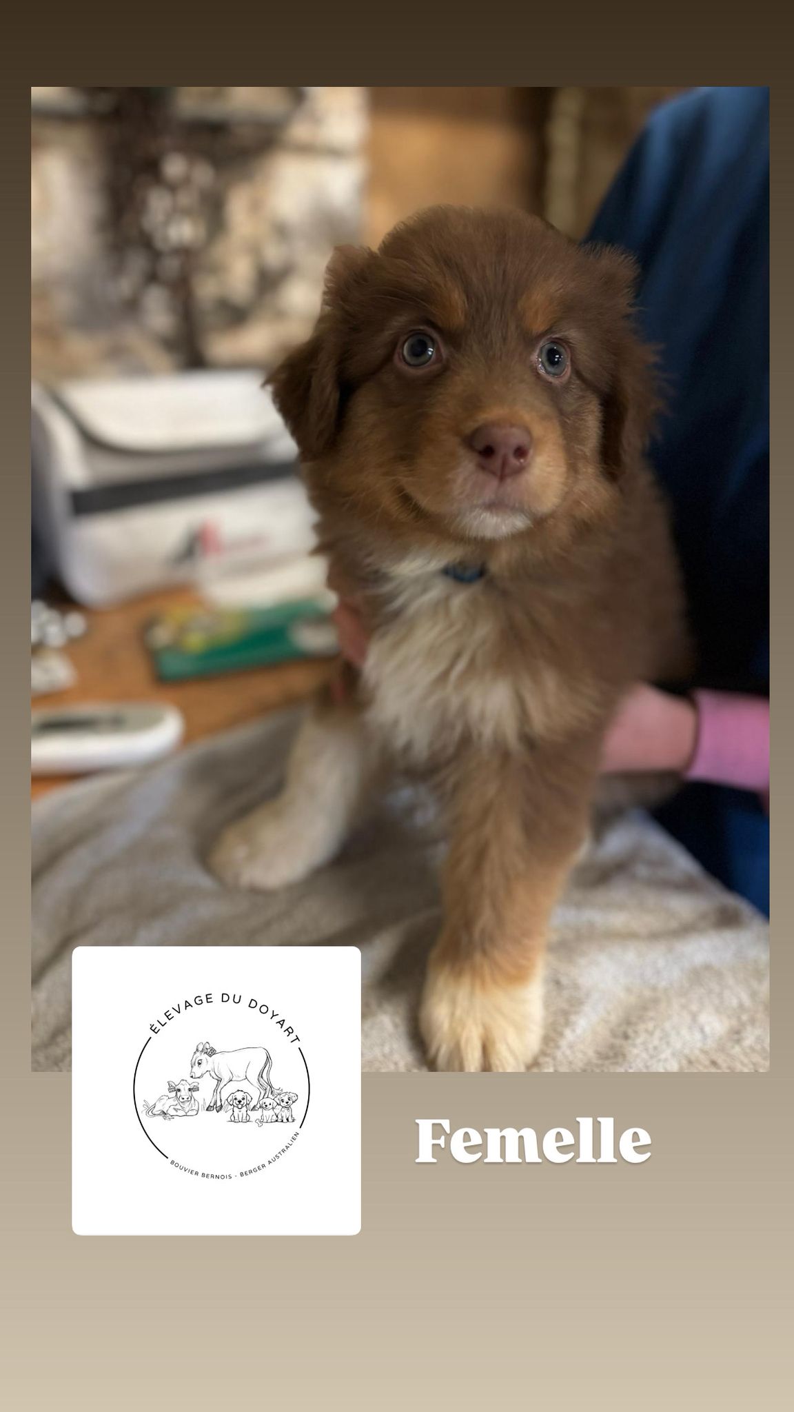 Chiots Berger Australien de Tya et Shiro, photo 1 sur 4