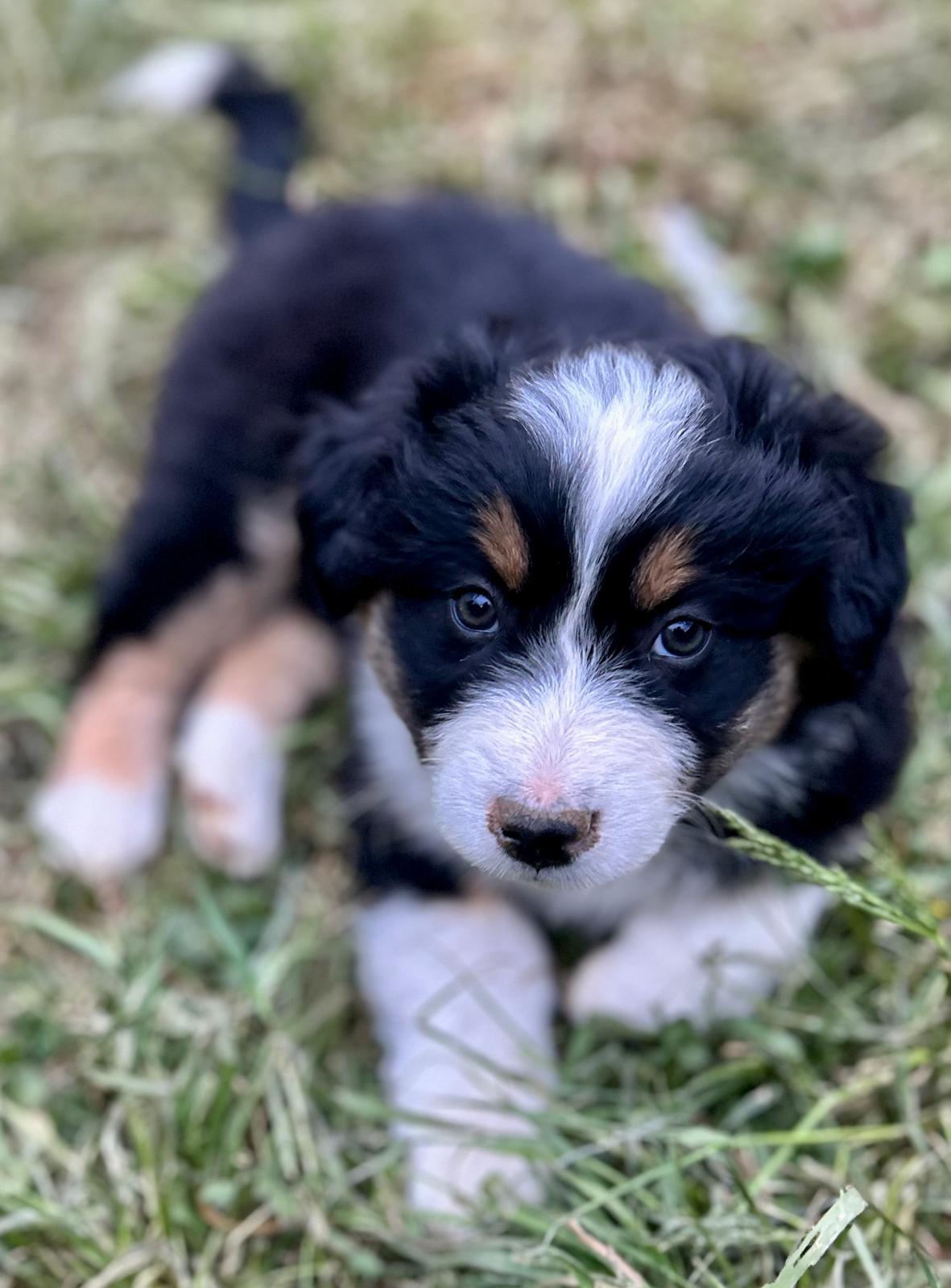 Chiots Berger Australien de Suzy et Shiro, photo 20 sur 22