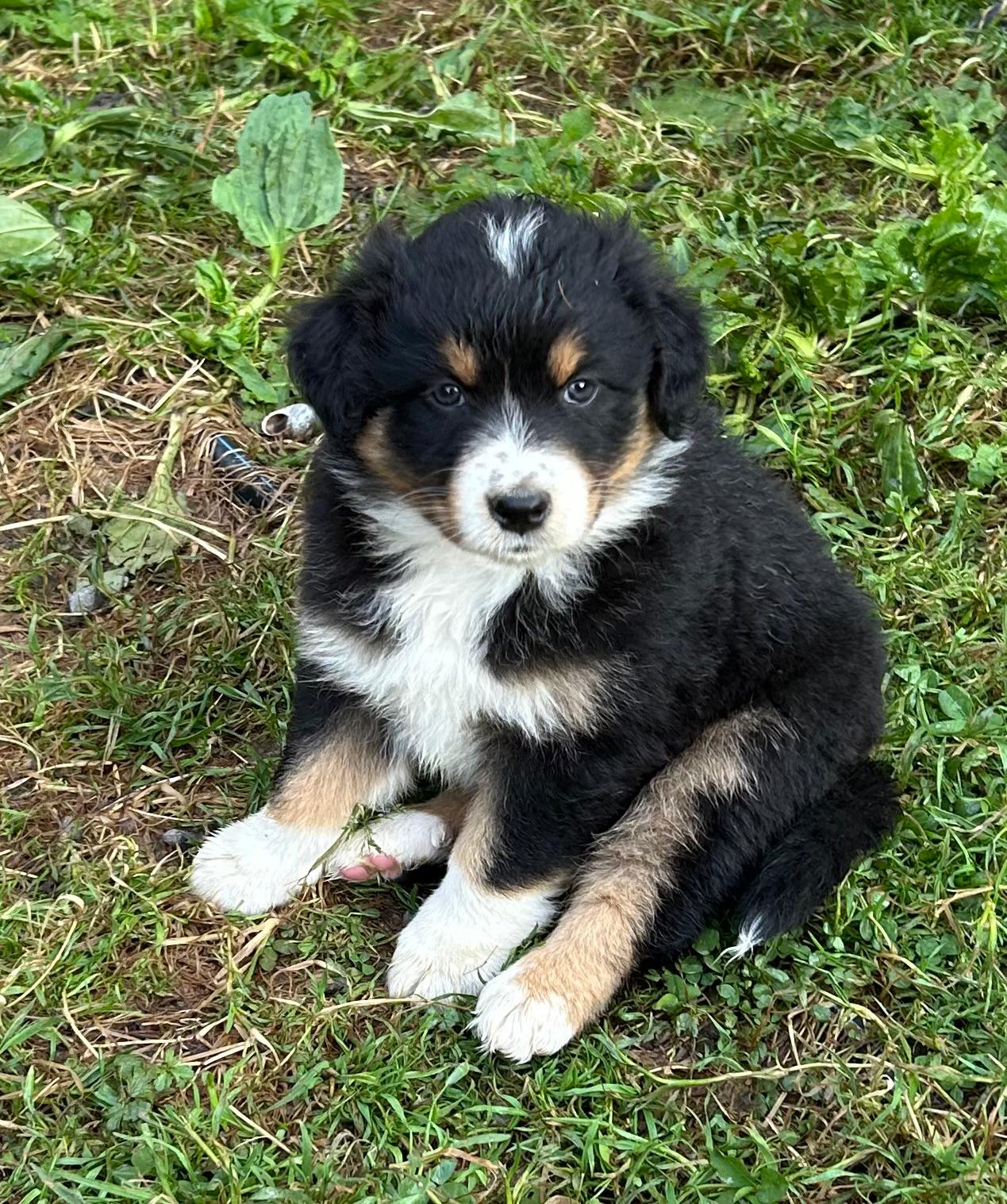 Chiots Berger Australien de Suzy et Shiro, photo 15 sur 22