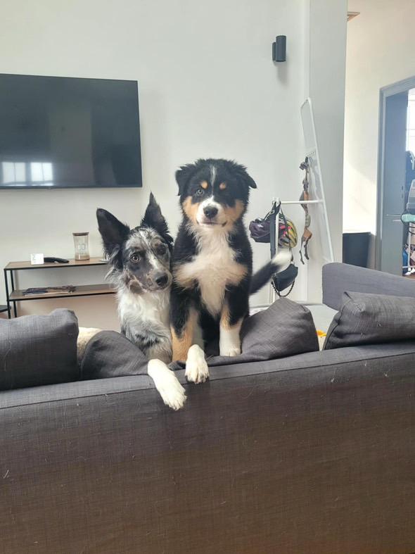 Chiots Berger Australien de Suzy et Shiro, photo 3 sur 22