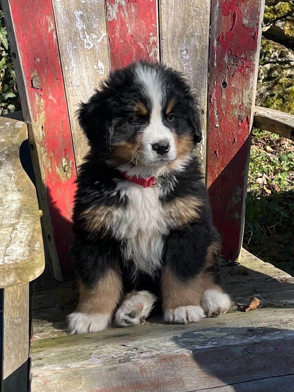 Chiots Bouvier Bernois de Snow et Maikoh, photo 12 sur 16