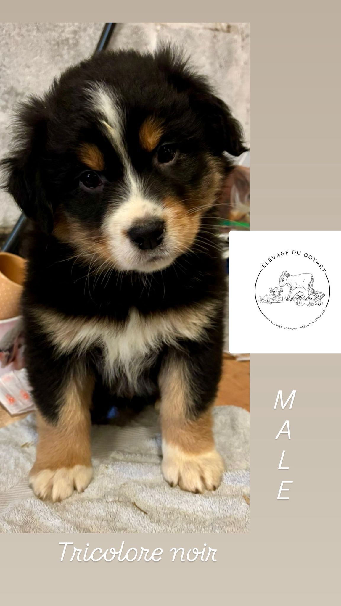 Chiots Berger Australien de Tya et Shiro, photo 3 sur 4