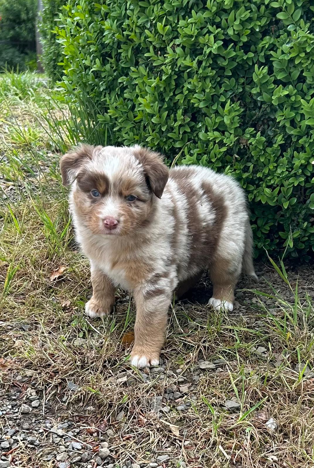 Chiots Berger Australien de Suzy et Shiro, photo 18 sur 22