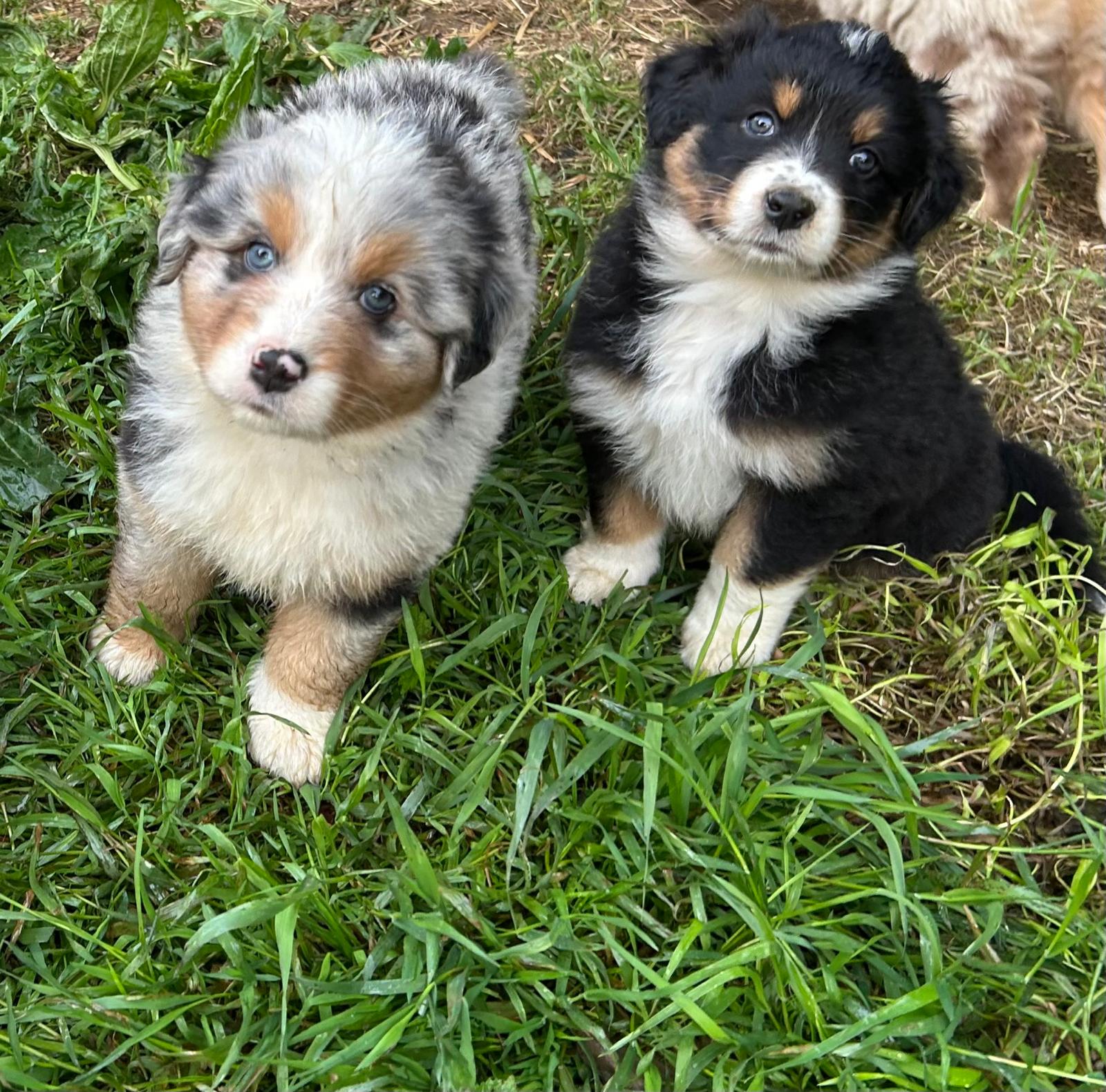 Chiots Berger Australien de Suzy et Shiro, photo 9 sur 22