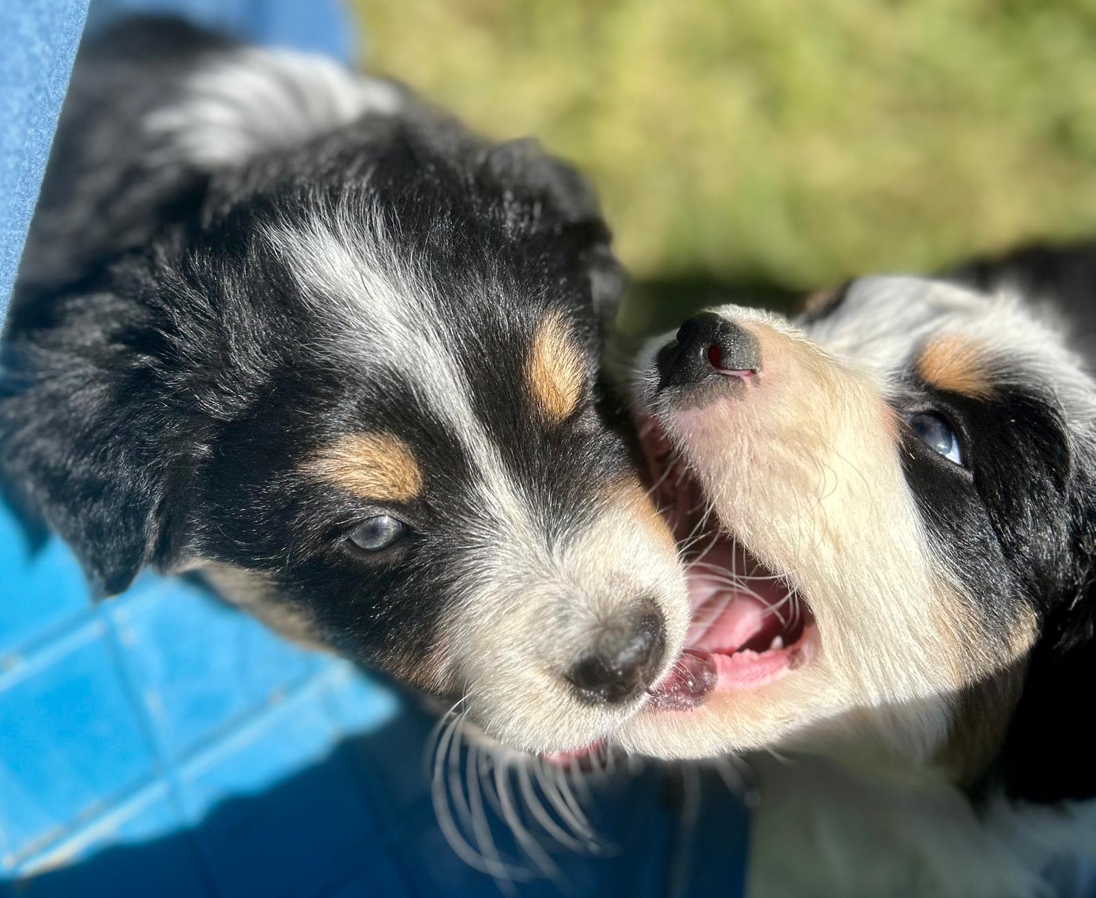 Chiots Berger Australien de Suzy et Shiro, photo 21 sur 22