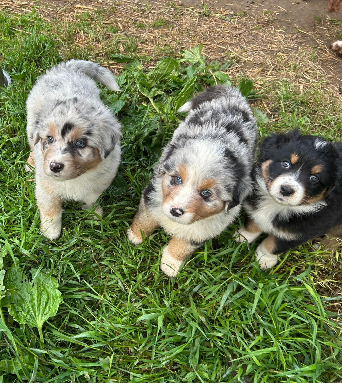Chiots Berger Australien de Suzy et Shiro, photo 10 sur 22