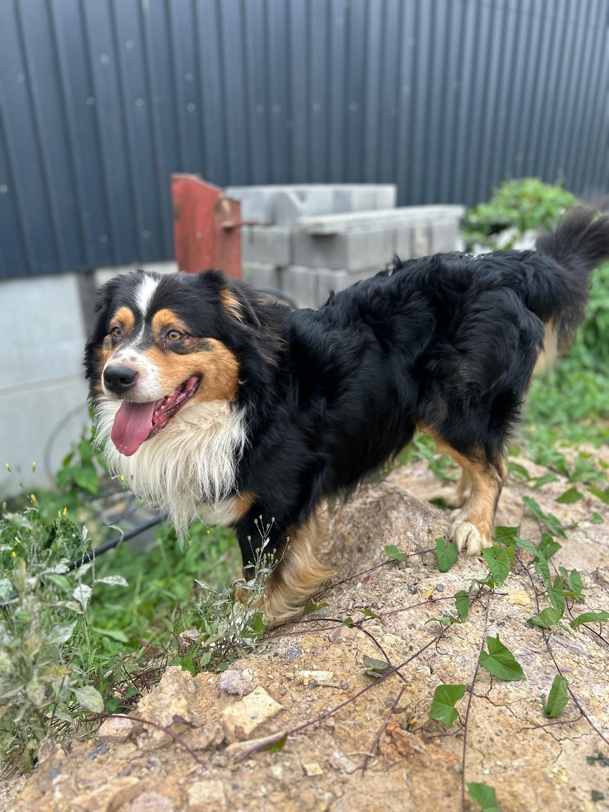 Shiro , Berger Australien mâle de l'élevage du Doyart