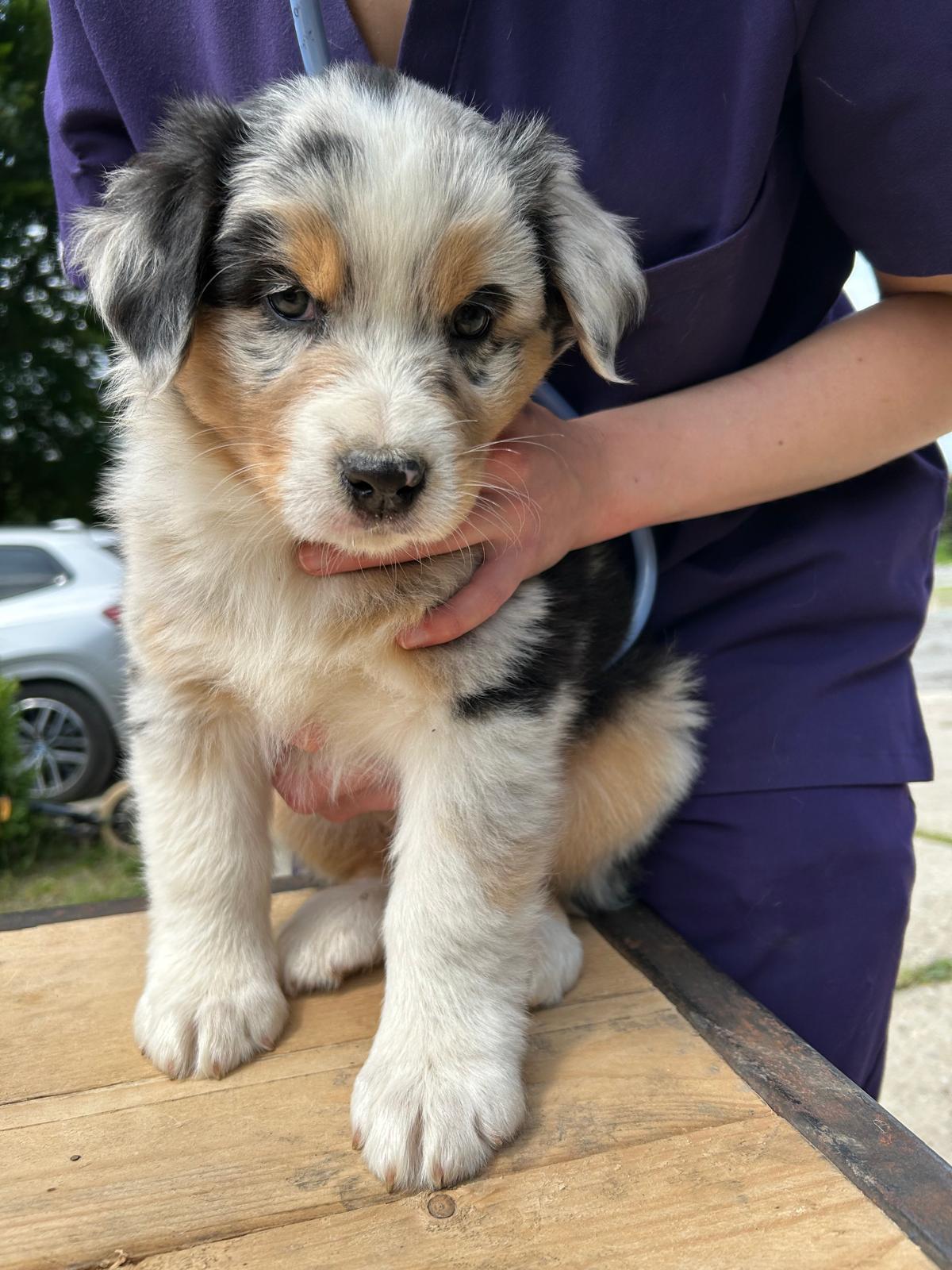 Chiots Berger Australien de Suzy et Shiro, photo 7 sur 22