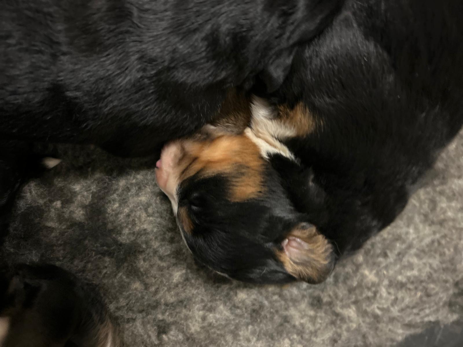 Chiots Bouvier Bernois de Snow et Maikoh, photo 1 sur 16