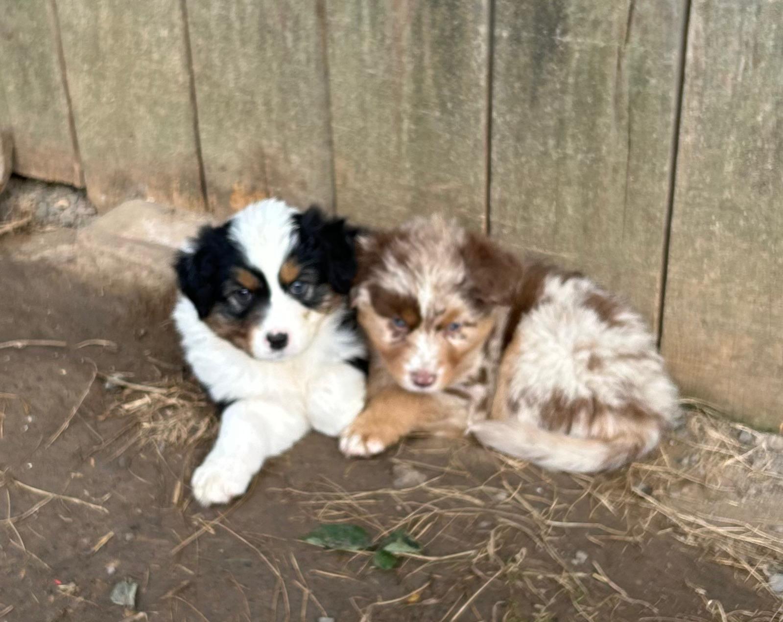 Chiots Berger Australien de Suzy et Shiro, photo 14 sur 22