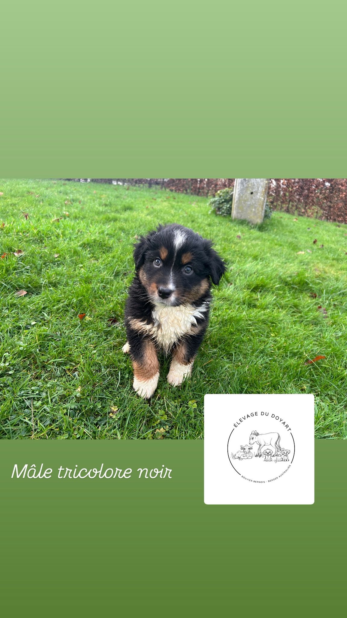 Chiots Berger Australien de Tya et Shiro, photo 2 sur 4