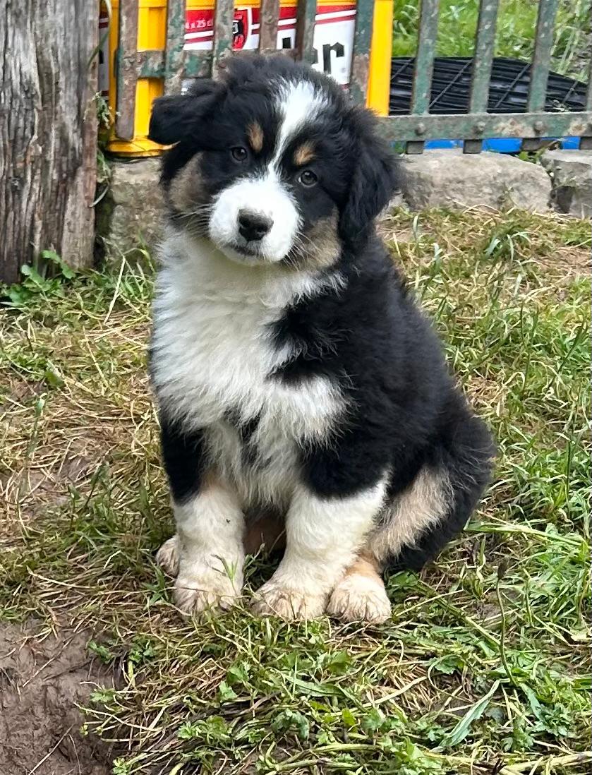 Chiots Berger Australien de Suzy et Shiro, photo 8 sur 22