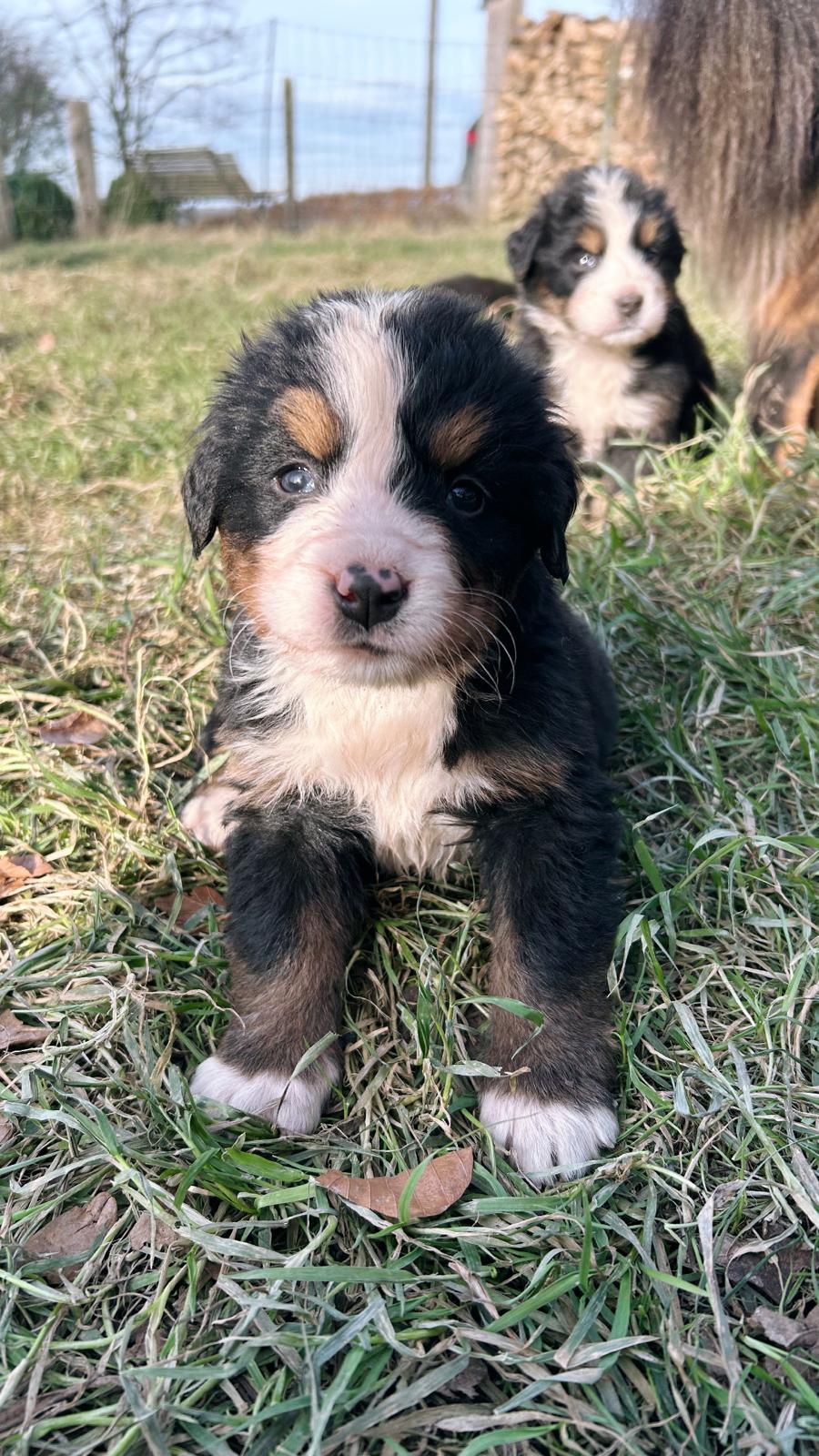 Chiots Bouvier Bernois de Snow et Maikoh, photo 4 sur 16