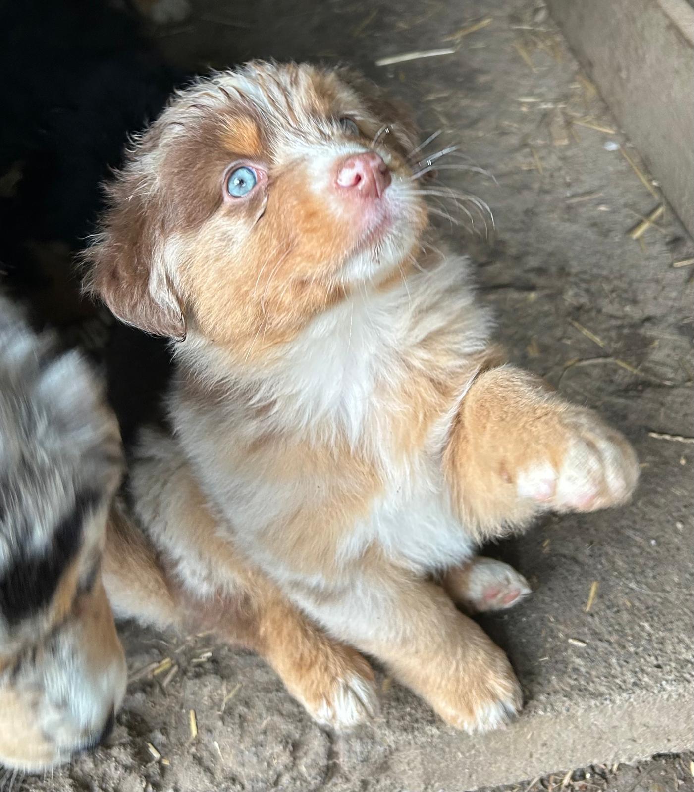 Chiots Berger Australien de Suzy et Shiro, photo 11 sur 22