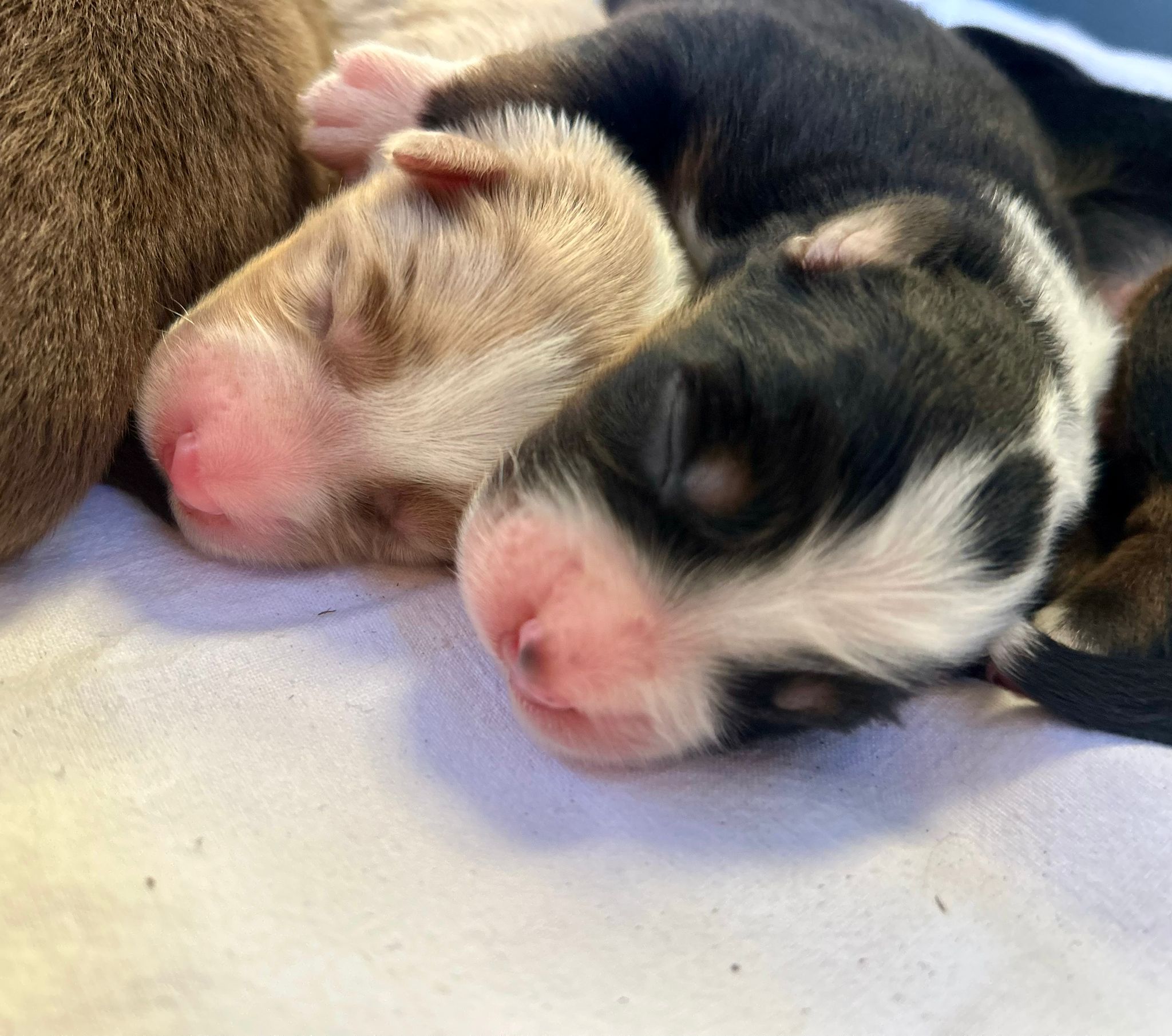 Chiots Berger Australien de Suzy et Shiro, photo 3 sur 5