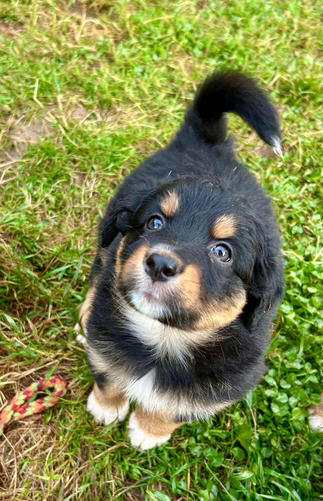 Chiots Berger Australien de Suzy et Shiro, photo 16 sur 22