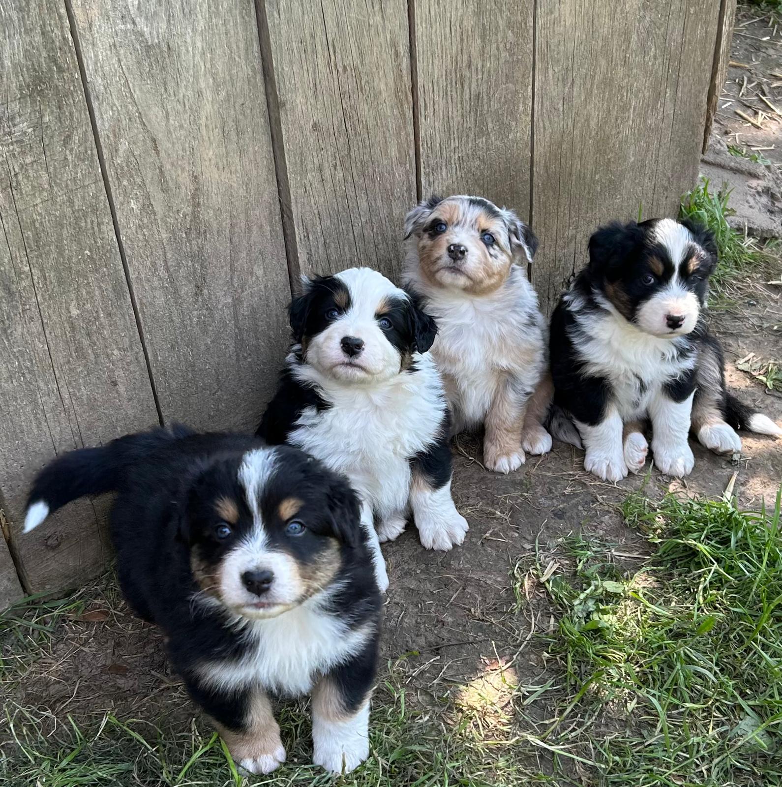 Chiots Berger Australien de Suzy et Shiro, photo 22 sur 22