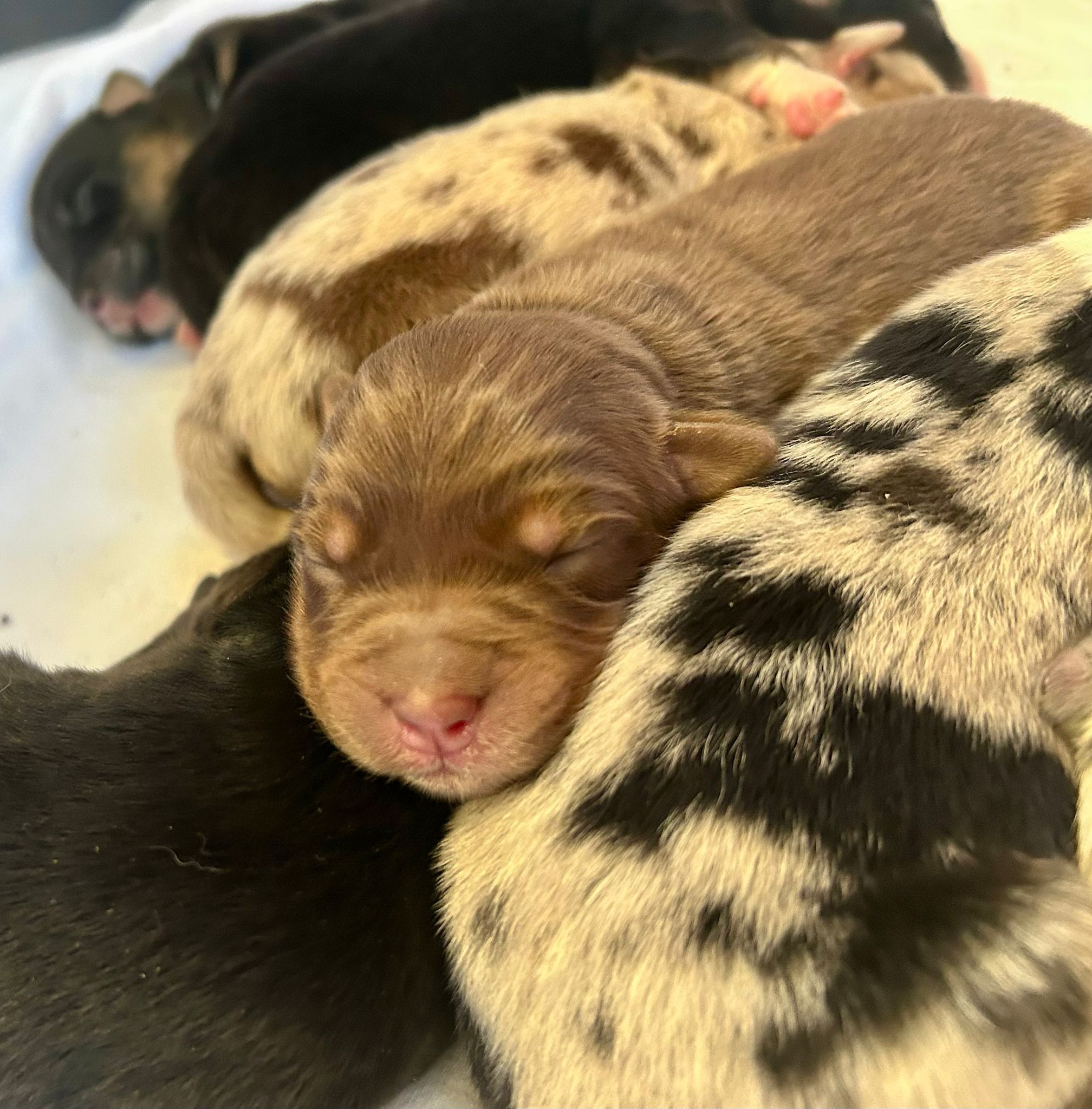 Chiots Berger Australien de Suzy et Shiro, photo 5 sur 5