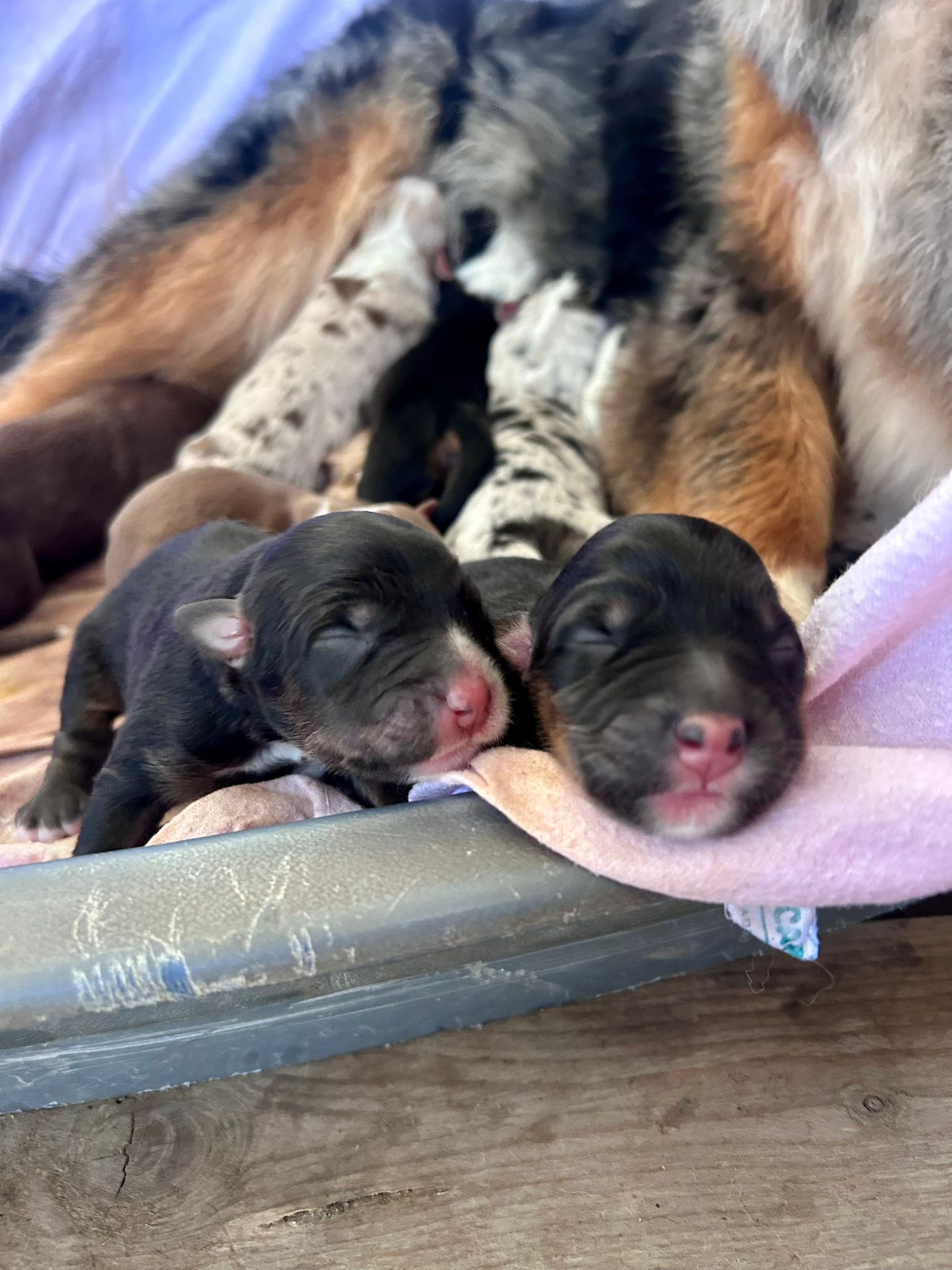 Chiots Berger Australien de Suzy et Shiro, photo 4 sur 5