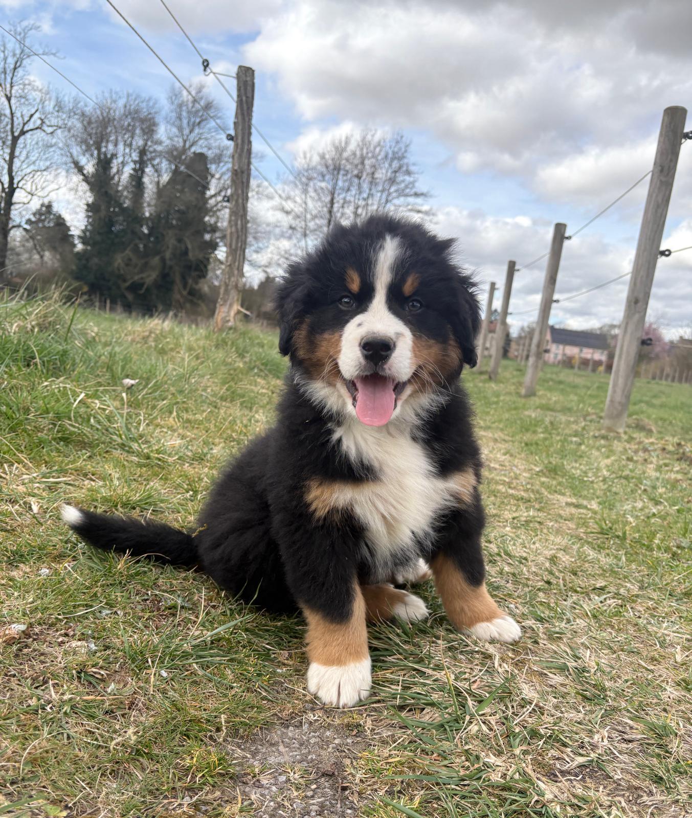 Chiots Bouvier Bernois de Snow et Maikoh, photo 13 sur 16