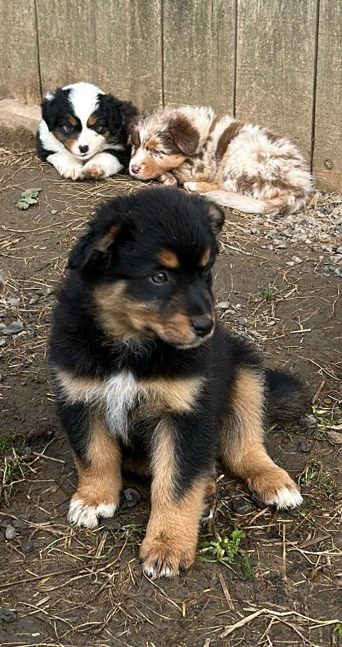 Chiots Berger Australien de Suzy et Shiro, photo 12 sur 22