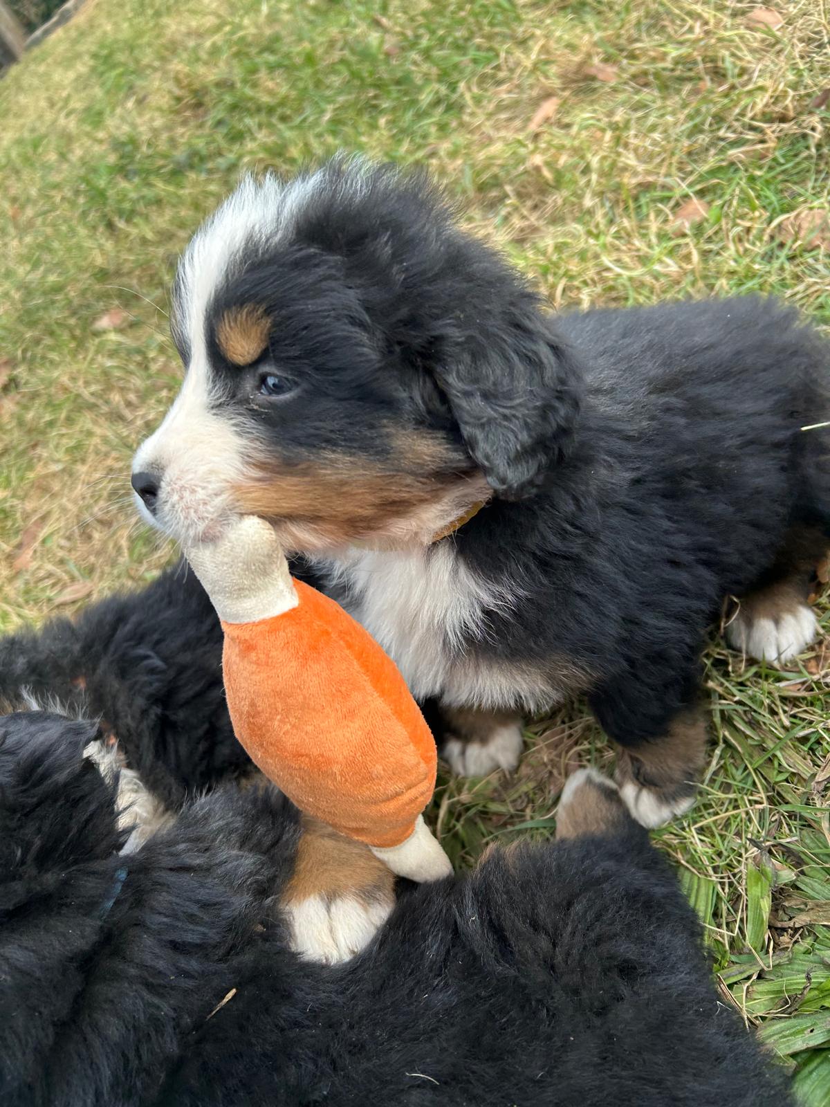 Chiots Bouvier Bernois de Snow et Maikoh, photo 8 sur 16