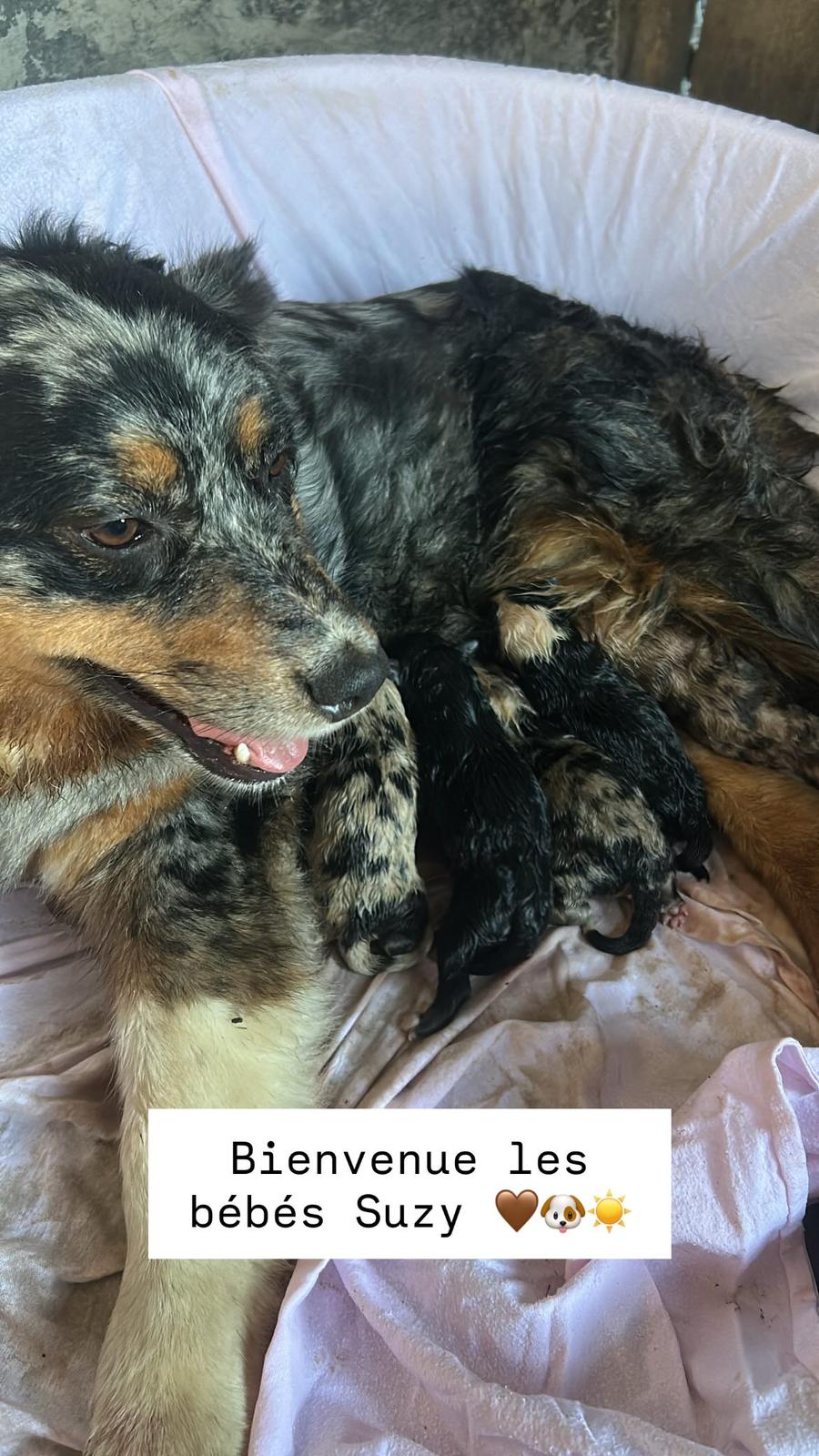 Naissance des bébés Suzette 
